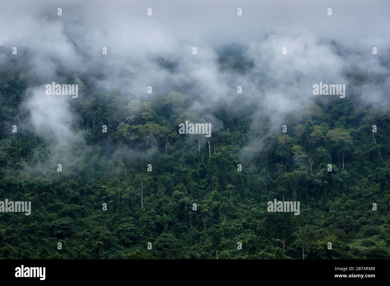 Nuvola foresta in Laos, Sud Est asiatico Foto Stock