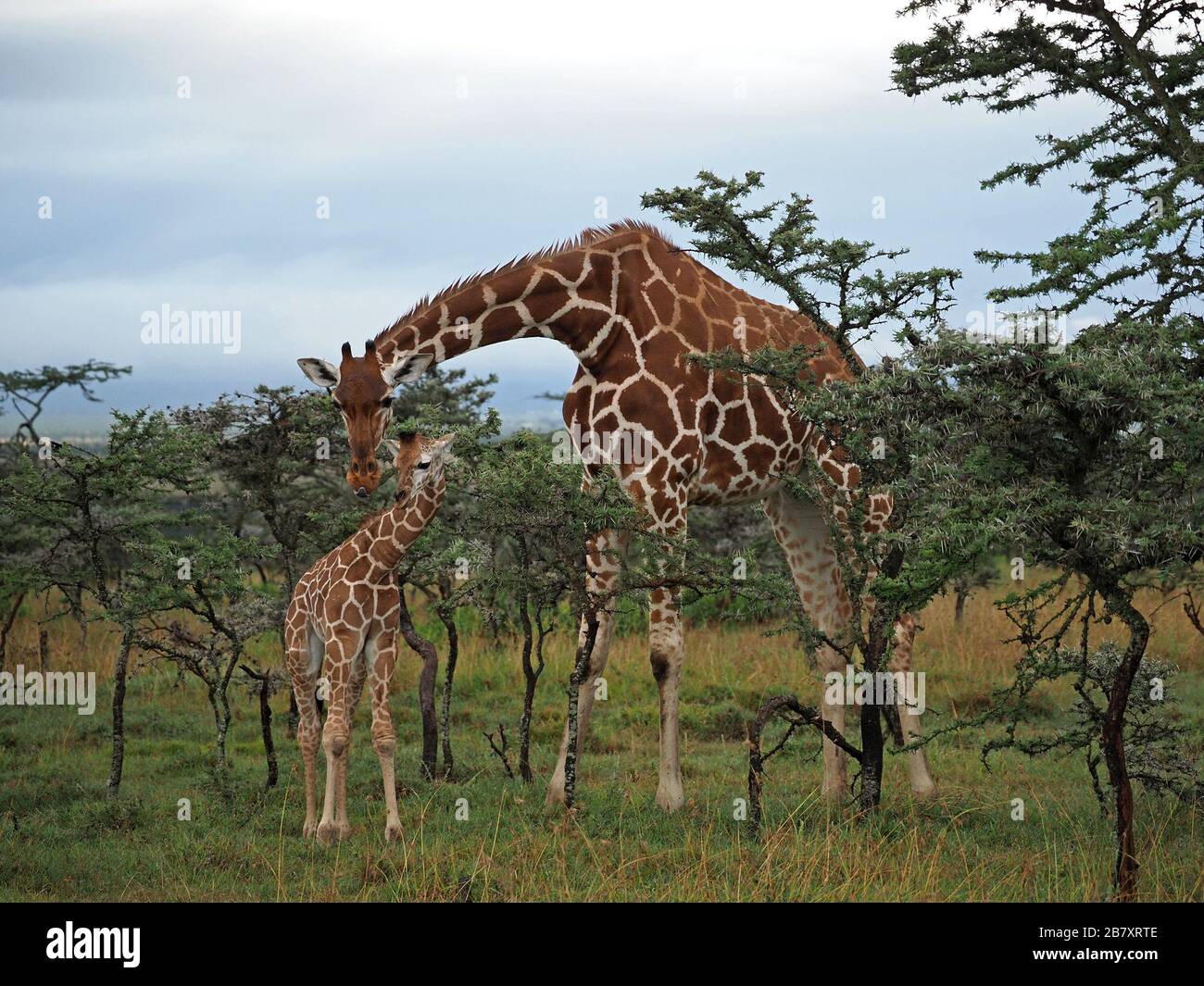 Giraffe (Giraffa camelopardalis reticulata) che torreggia sopra lo scrub di acacia in OL Pejeta Conservancy, Laikipia, Kenya, Africa Foto Stock