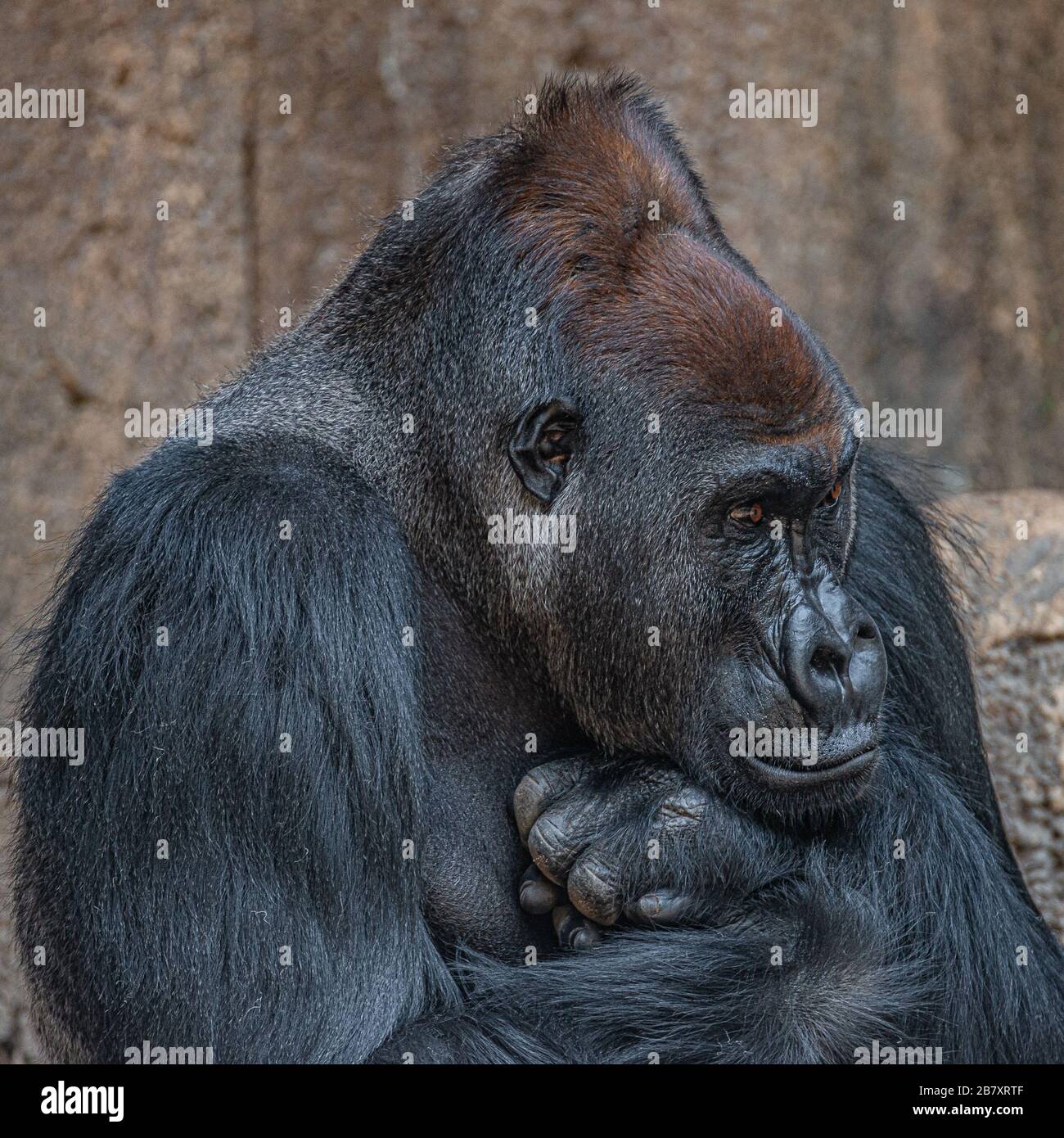 Ritratto di molto potente ma calmo alpha maschio africano gorilla, dettagli, primo piano Foto Stock