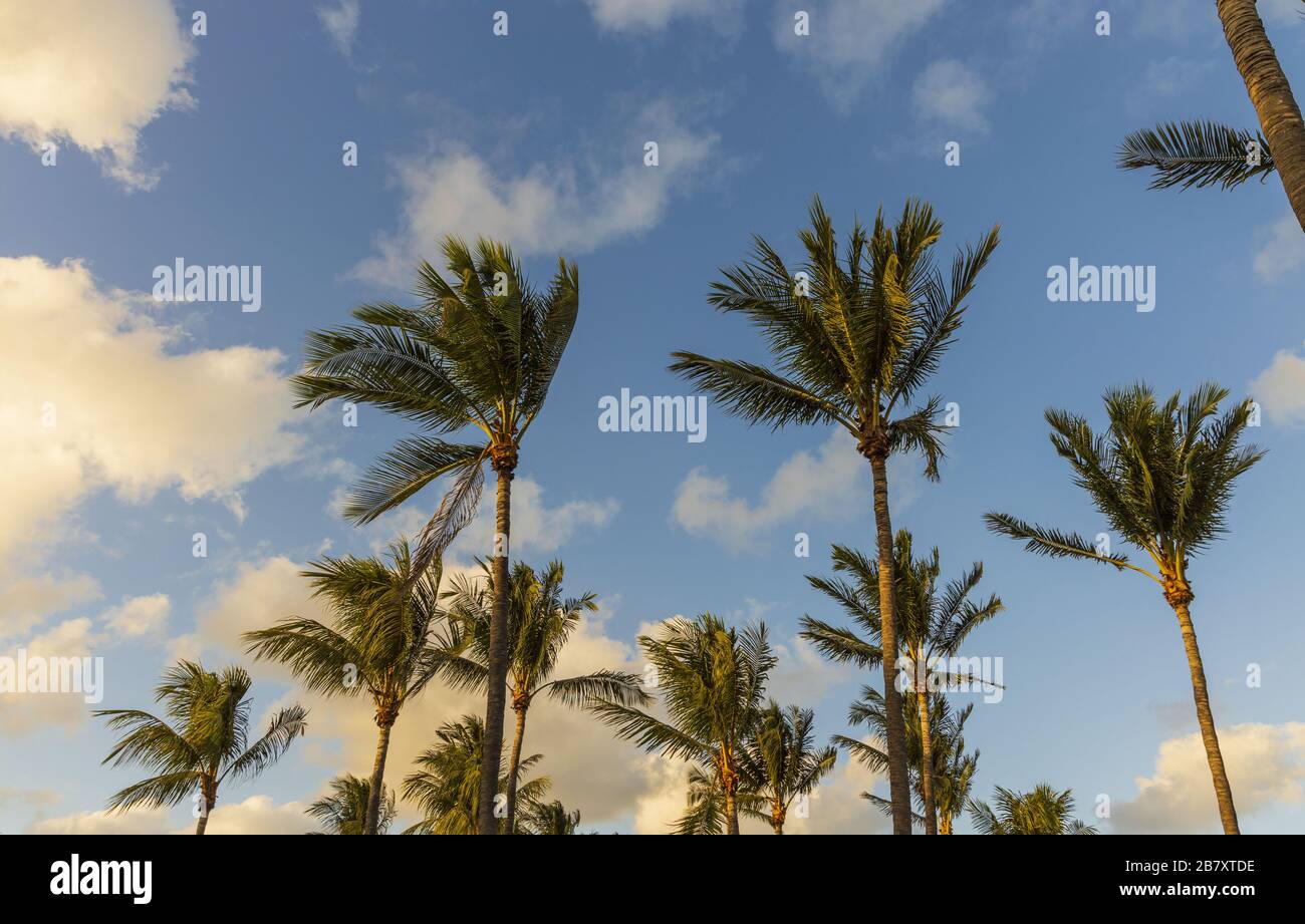 Splendida vista sul paesaggio tropicale. Vista delle palme verdi sullo sfondo blu del cielo Miami South Beach. Splendida natura paesaggio sfondo. Foto Stock
