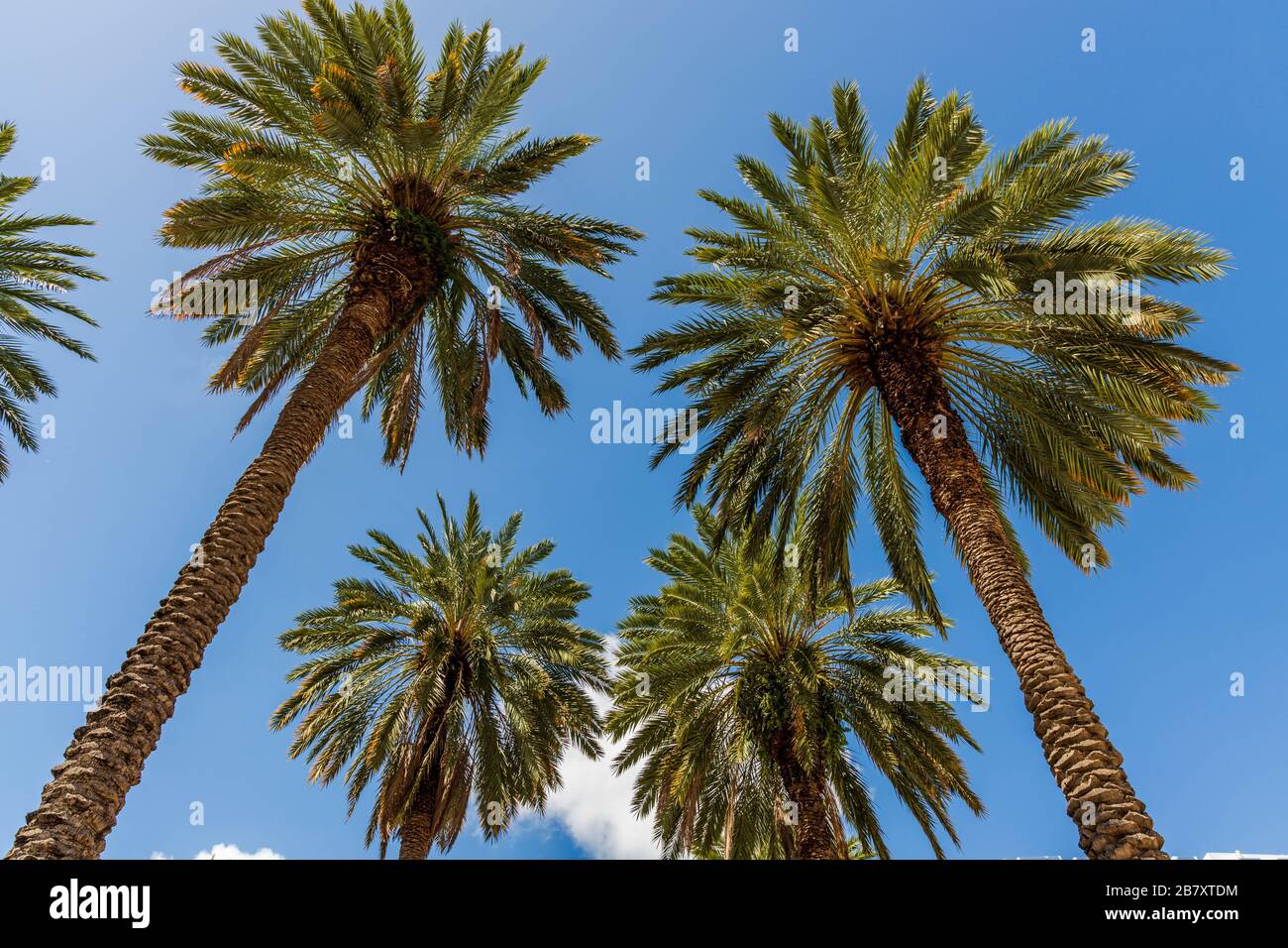 Splendida vista sul paesaggio tropicale. Vista delle palme verdi sullo sfondo blu del cielo Miami South Beach. Splendida natura paesaggio sfondo. Foto Stock