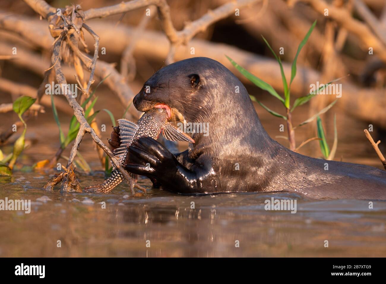 Una lontra gigante (Pteronura brasiliensis) mangiare un pesce gatto corazzato su un fiume nel Pantanal Nord, Brasile Foto Stock