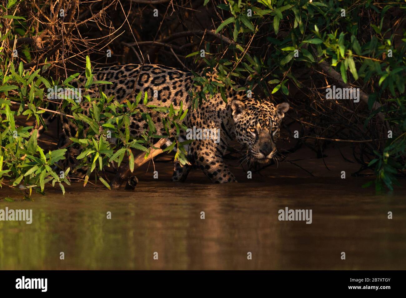 Una Jaguar (Panthera onca) emerge dalla vegetazione, Pantanal, Brasile. Foto Stock