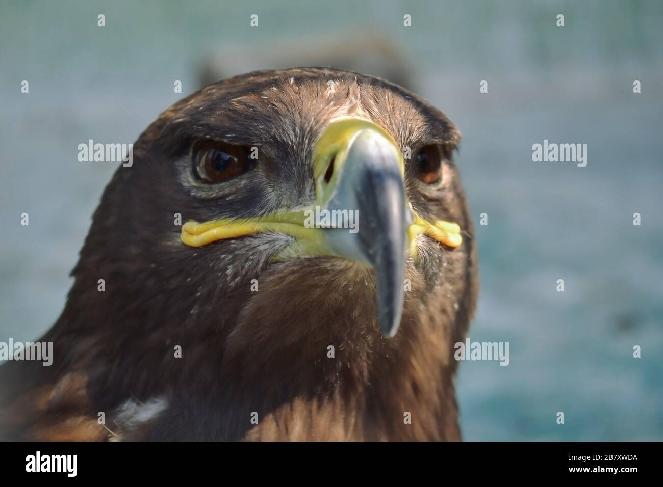 Hawk è simile all'Aquila gli uccelli della preda pure. Ma i Hawks sono più piccoli è là un becco agganciato. Alto ed hanno closeup della vista molto buon Foto Stock