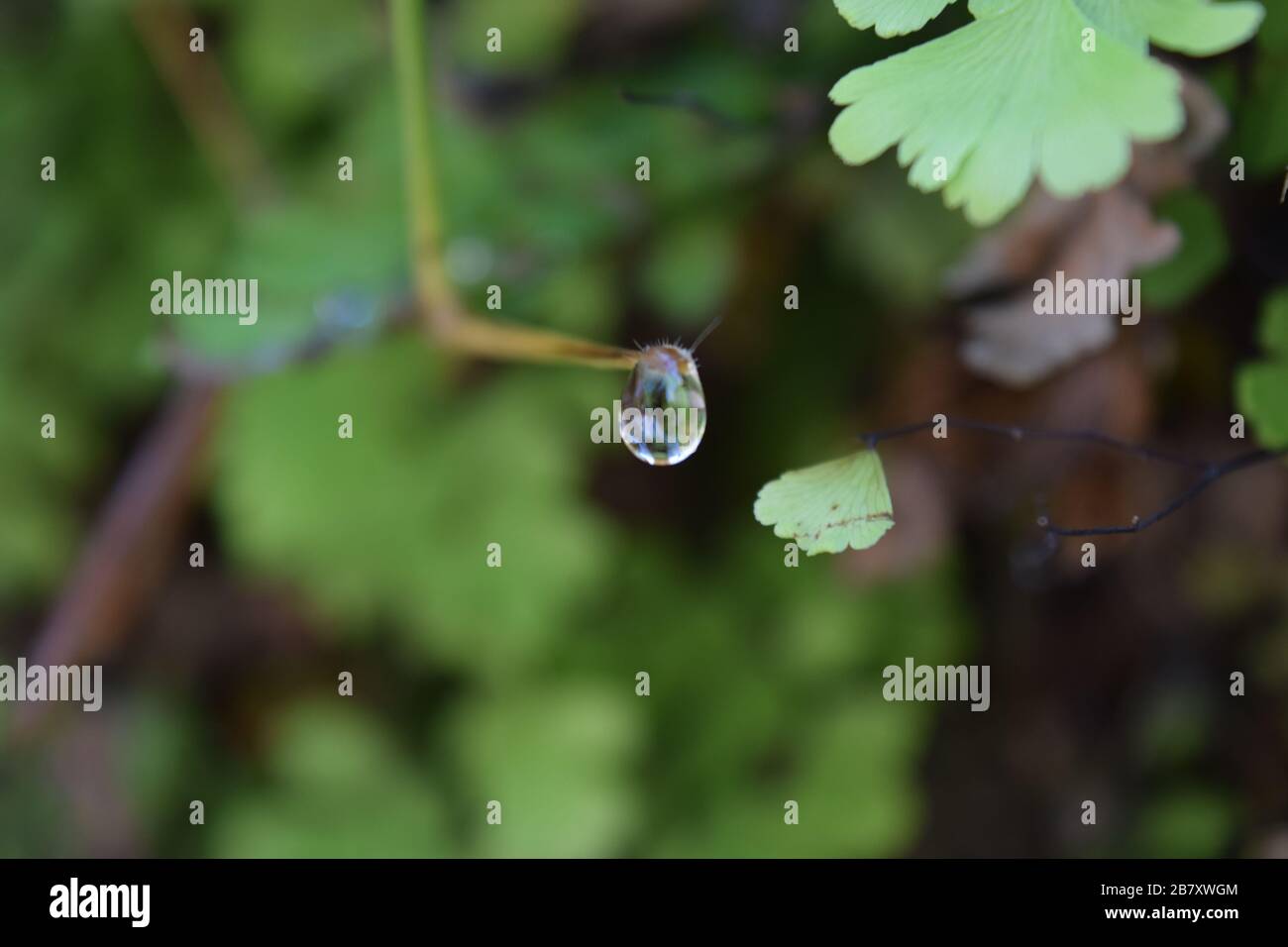 Primo piano di gocce d'acqua che cadono dallo stelo Foto Stock