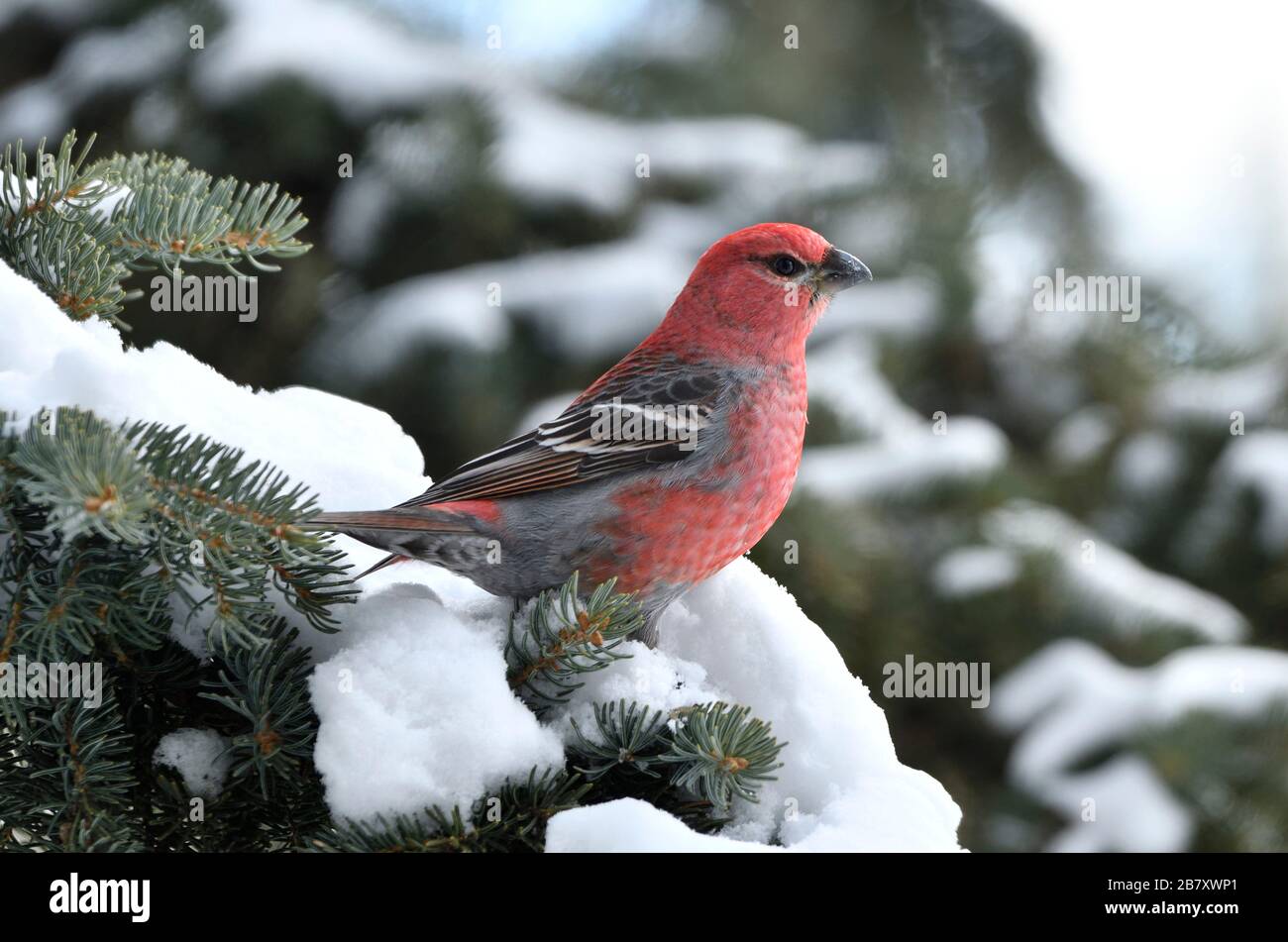 Uno stand di alberi sempreverdi coperti dalla neve di un inverno Alberta nella campagna Alberta Canada. Foto Stock