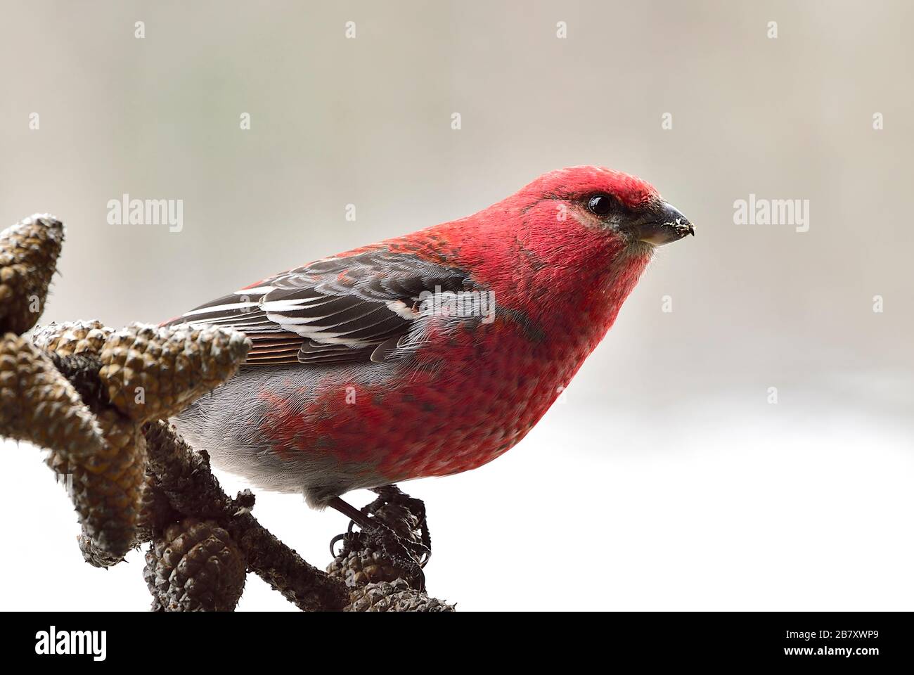 Un'immagine ravvicinata di un uccello di Pine Grosbeak 'enucleator di Pinicola'; appollaiato su alcuni coni su un ramo di albero nella campagna Alberta Canada. Foto Stock