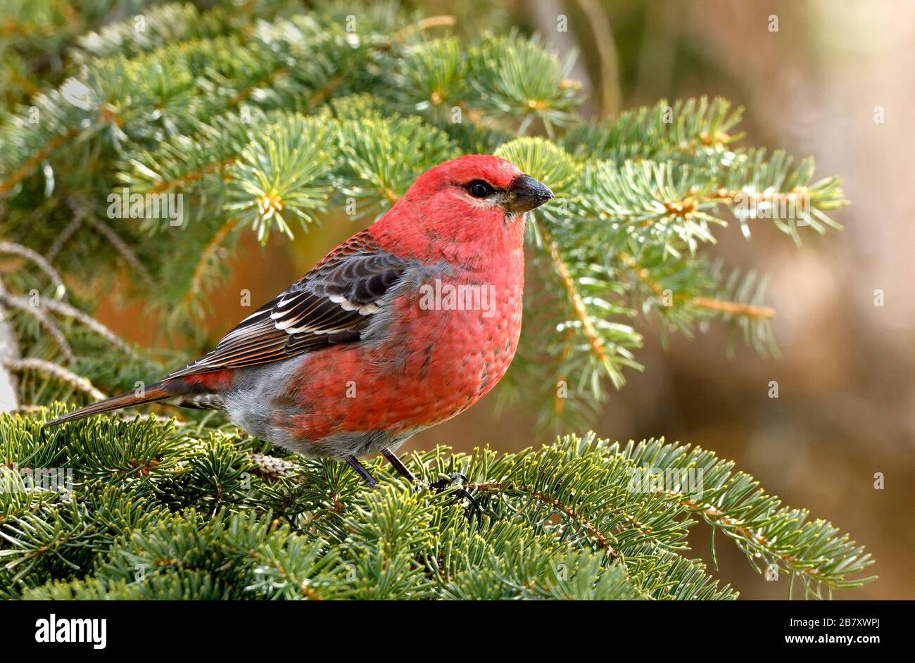 Un'immagine ravvicinata di un uccello di Pine Grosbeak "enucleator Pinicola"; arroccato su un ramo di abete rosso nella rurale Alberta Canada. Foto Stock