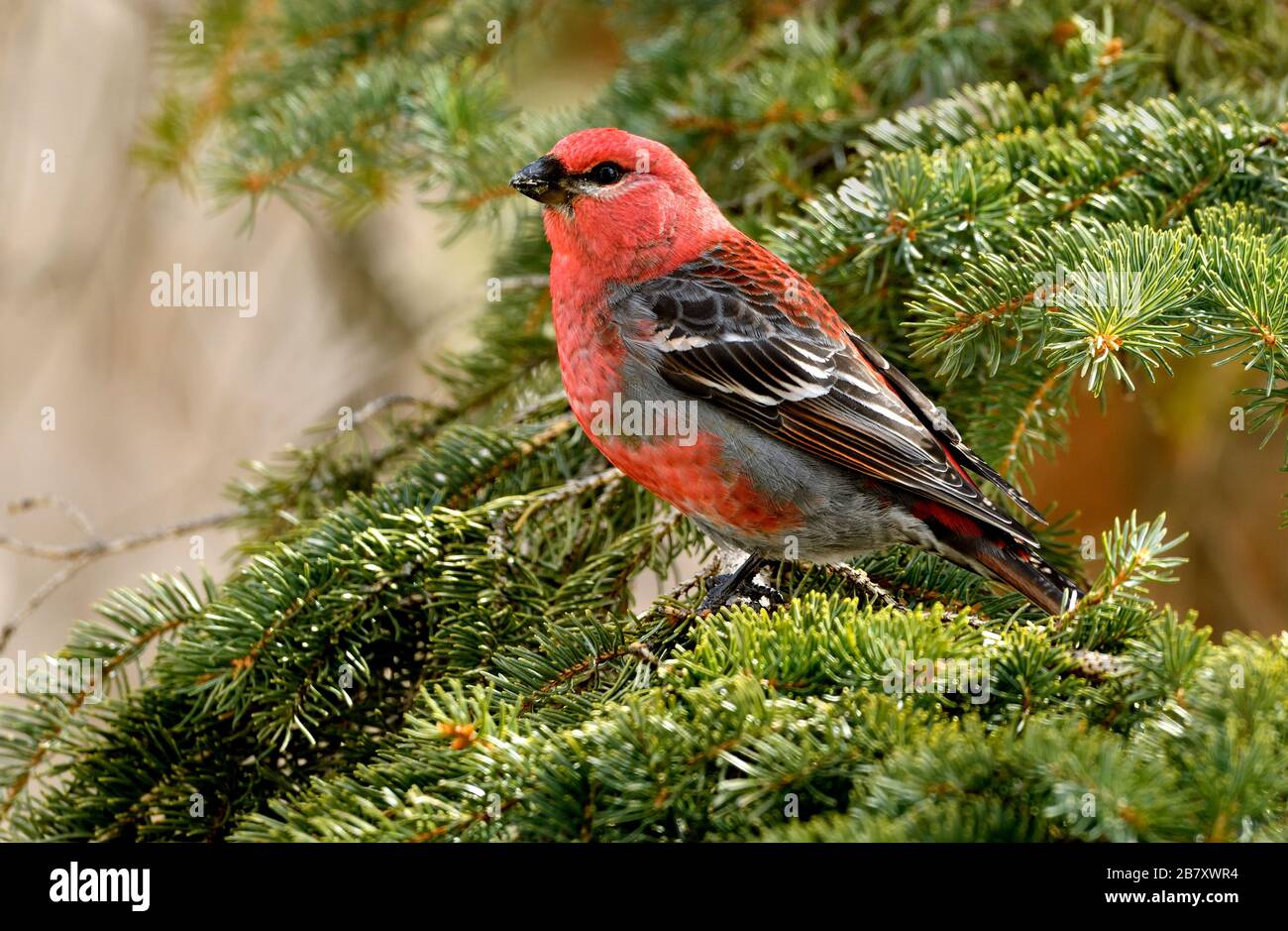 Un'immagine ravvicinata di un uccello di Pine Grosbeak "enucleator Pinicola"; arroccato su un ramo di abete rosso nella rurale Alberta Canada. Foto Stock