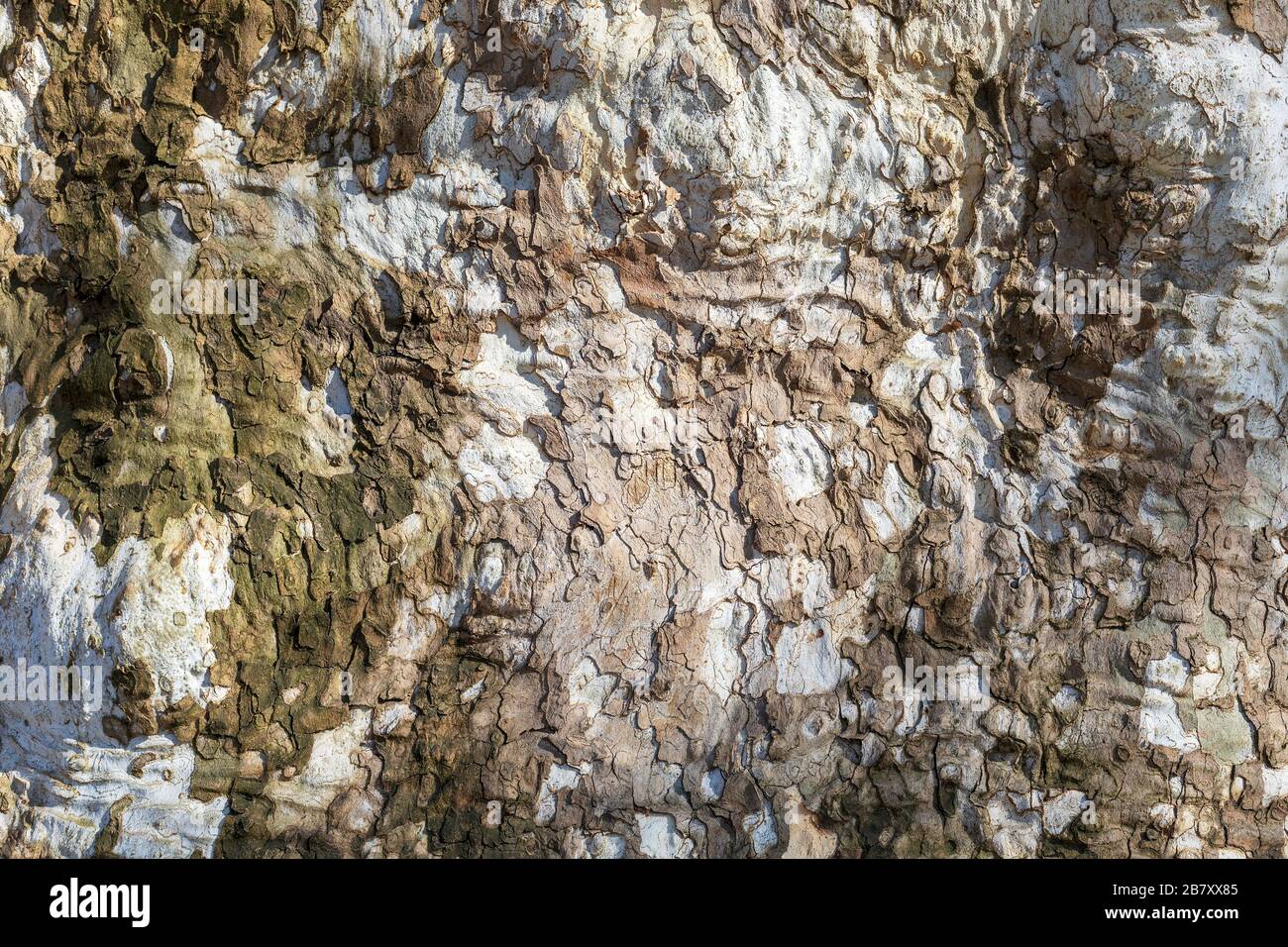 Vista ravvicinata di una corteccia di un platano invecchiato. Sfondo astratto naturale. Immagine Foto Stock