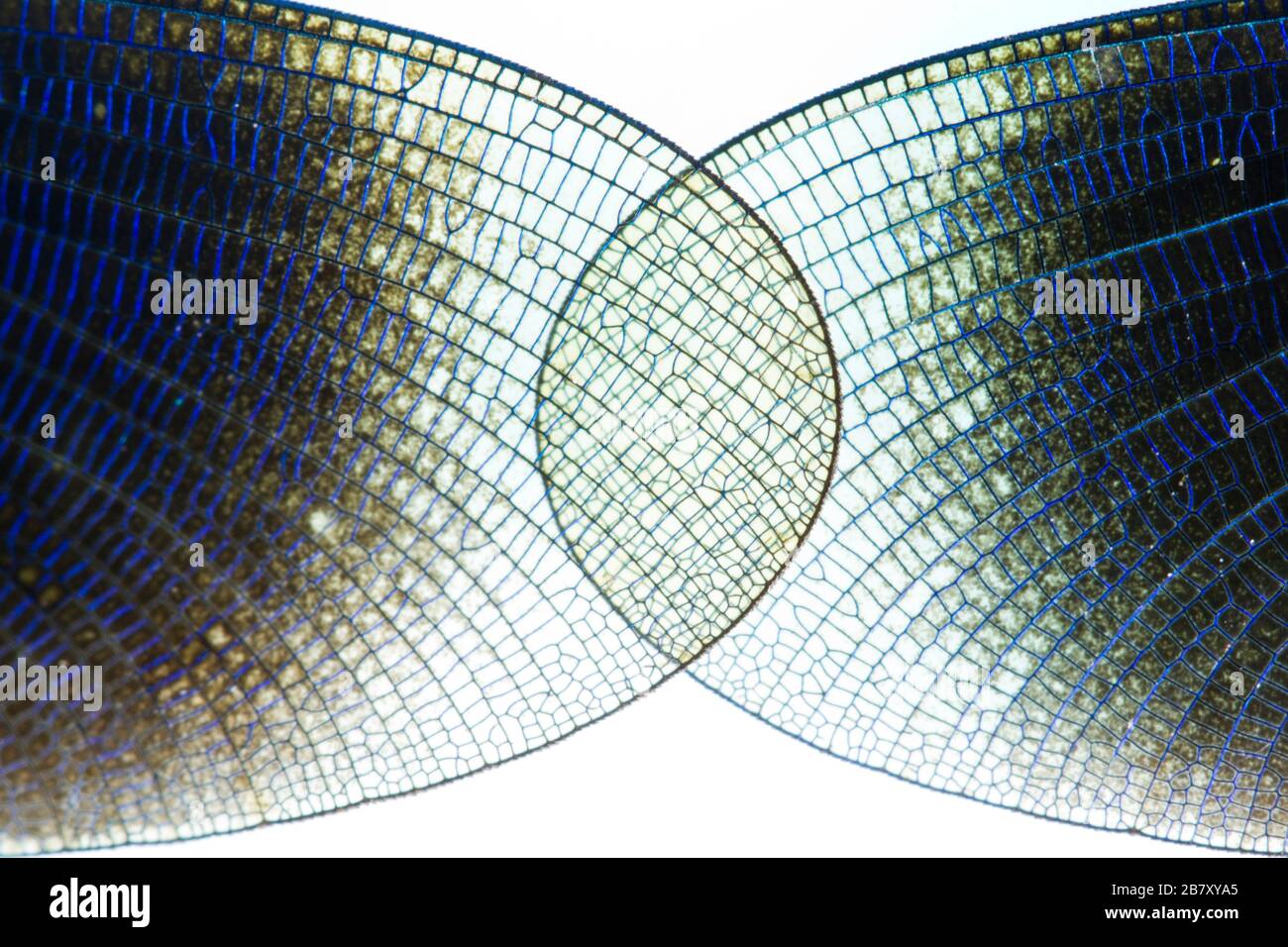 Netzwertk: Libellenflügel-Makro Foto Stock