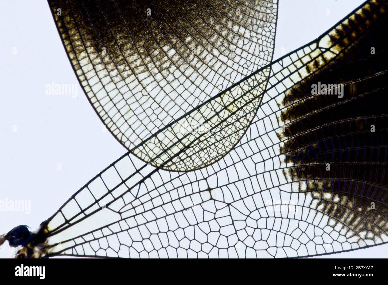 Netzwertk: Libellenflügel-Makro Foto Stock