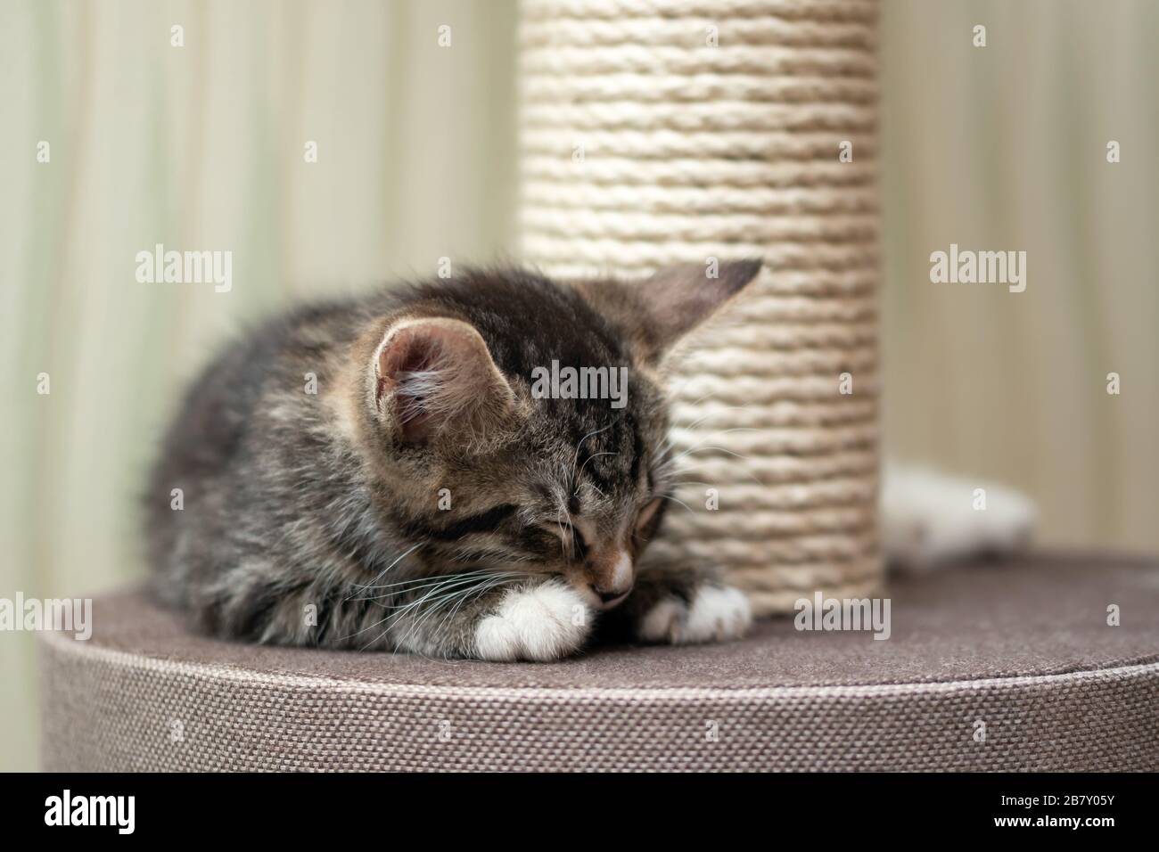 Simpatico gattino grigio che dorme vicino al palo graffiante. Foto Stock