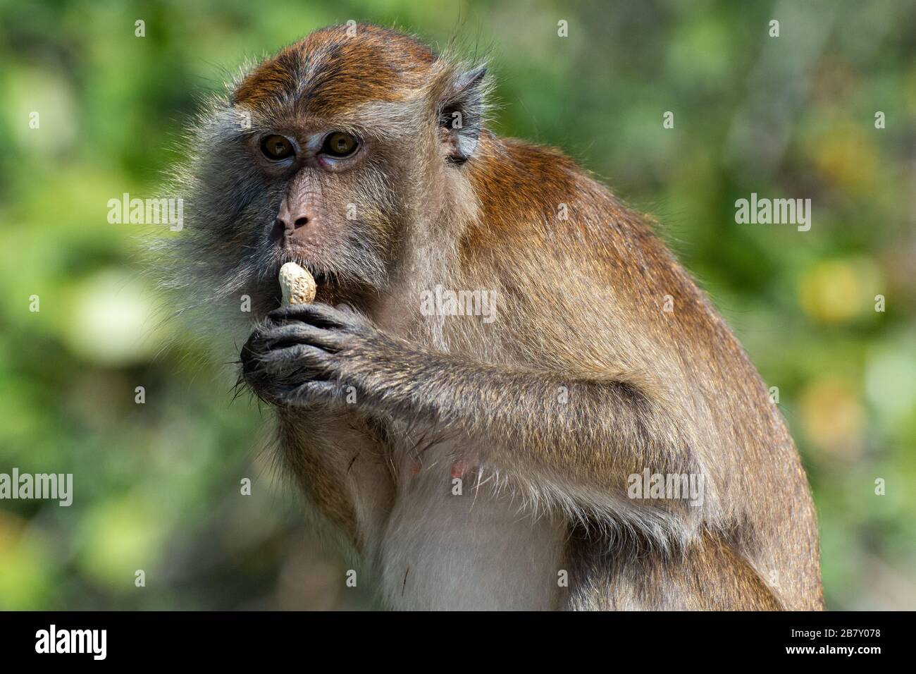 Un macaque mangia un'arachidi a Langkawi in Malesia Foto Stock