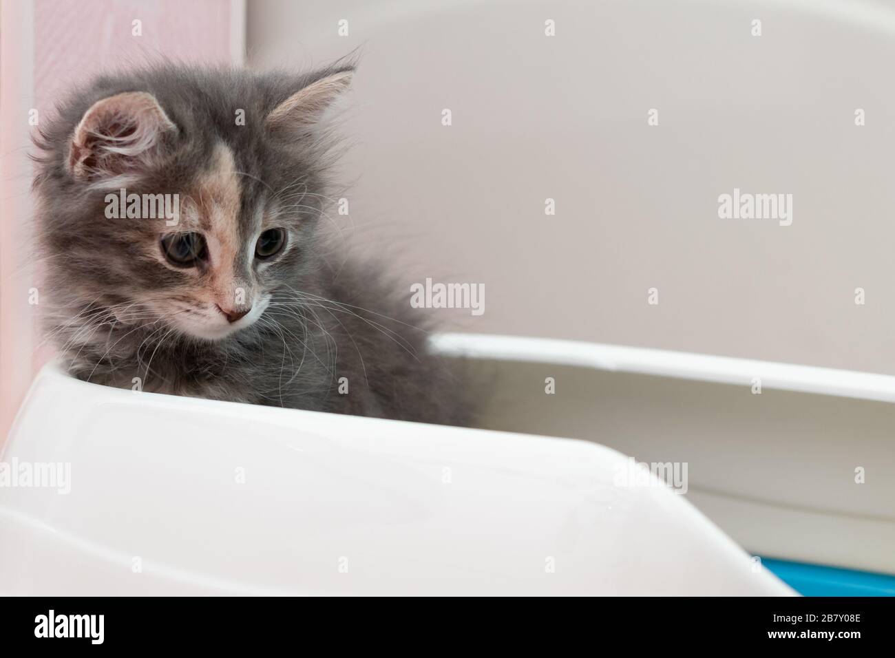 Carino gattino grigio è seduto nella sua lettiera. Addestrando un gattino alla toletta Foto Stock