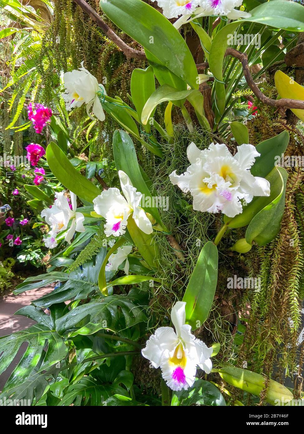 Fiori di orchidee che crescono nella Cloud Forest, Giardini vicino alla Baia, Marina Bay, Singapore Island (Pulau Ujong), Singapore Foto Stock