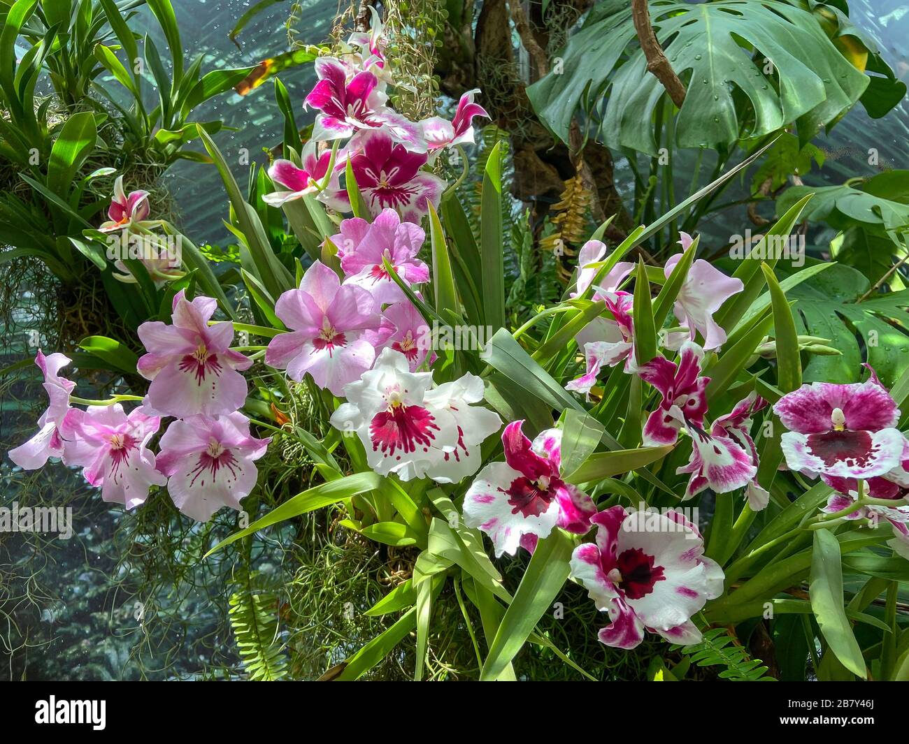 Fiori di orchidee che crescono nella Cloud Forest, Giardini vicino alla Baia, Marina Bay, Singapore Island (Pulau Ujong), Singapore Foto Stock