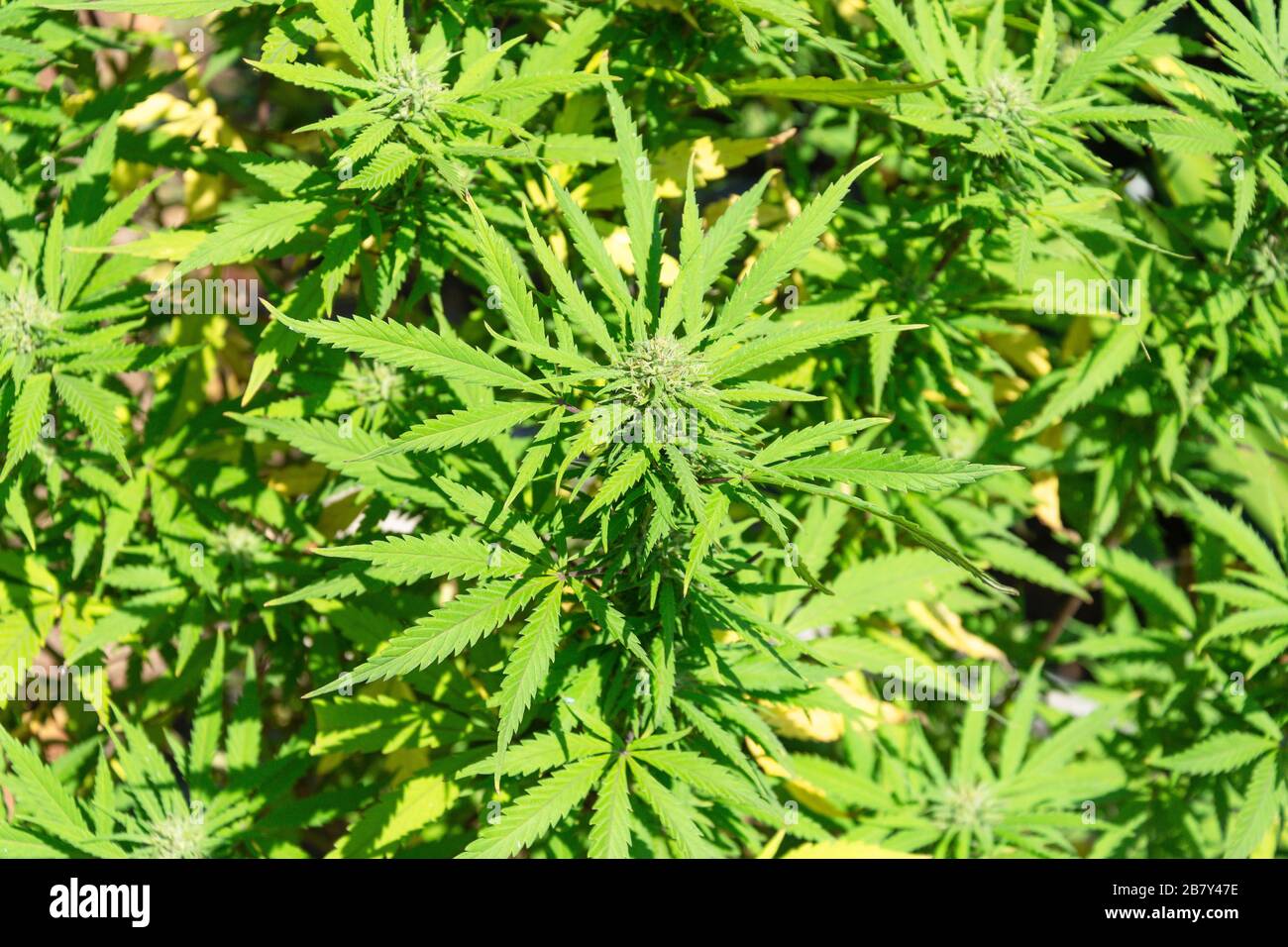 Cannabis (Marijuana) pianta che cresce a Durban, KwaZulu-Natal, Sudafrica Foto Stock
