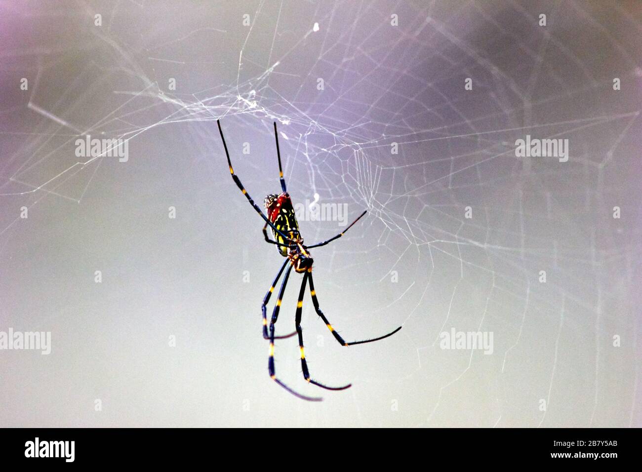Ragno enorme sul web nella foresta Foto Stock