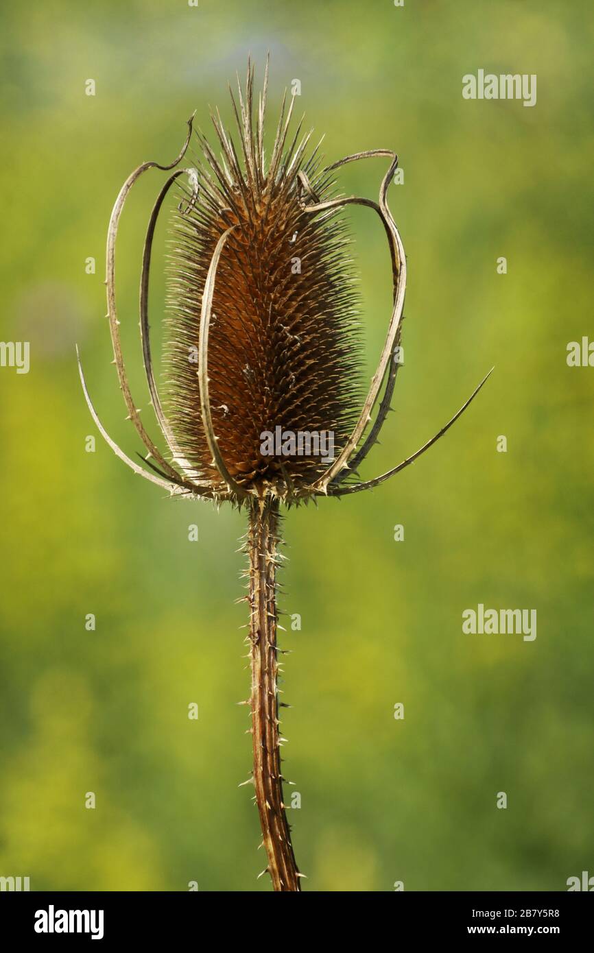 Teasel. Morto e asciutto. Huffman Prairie, Dayton, Ohio, Stati Uniti. Foto Stock
