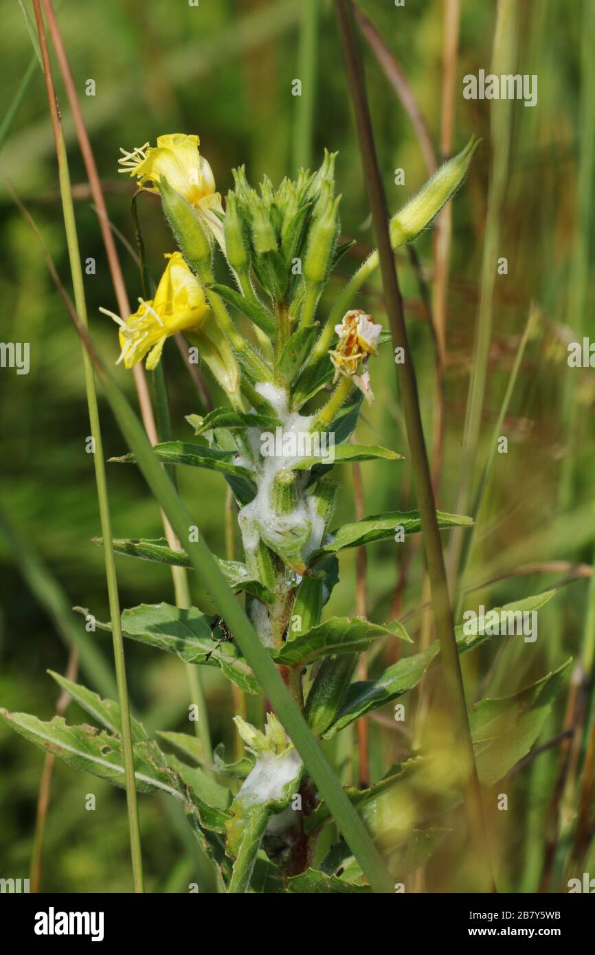 Spittle bug succo su una pianta di fiori. Errore di spit. Huffman Prairie, Dayton, Ohio, Stati Uniti. Foto Stock