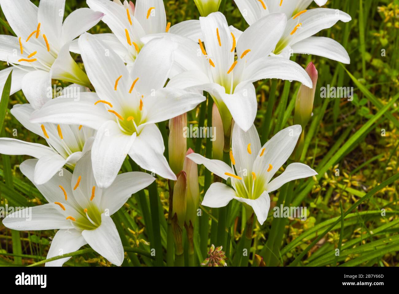 Fiori di giglio bianco fioriscono in primavera Foto Stock