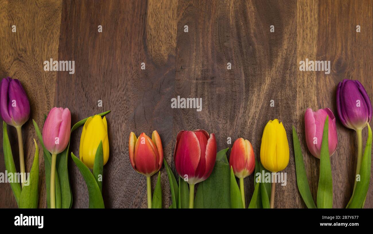 Bouquet multicolore di tulipani. Fiori di primavera sullo sfondo naturale del legno . Vista dall'alto con posto per il testo. Foto Stock