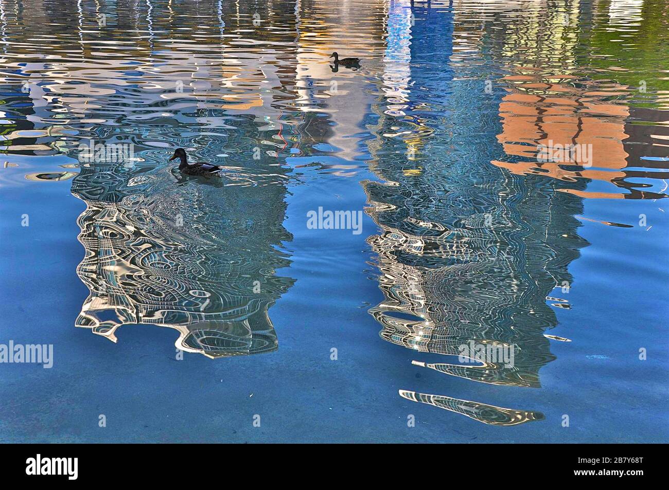 fauna selvatica anatra nuoto con il riflesso di appartamenti urbani nel lago Foto Stock