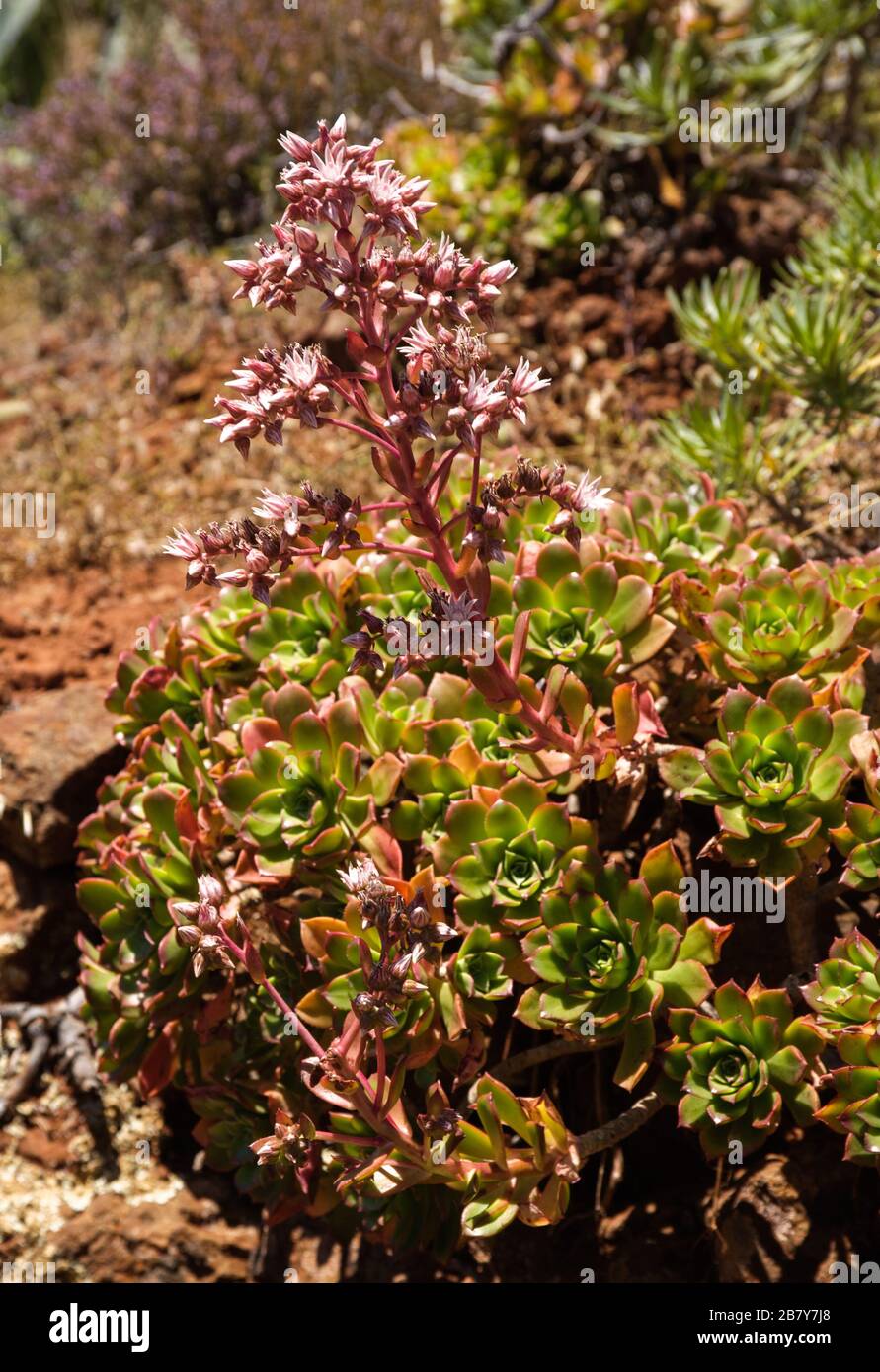 Aeonium decorum endemico Crassulaceae da la Gomera Foto Stock