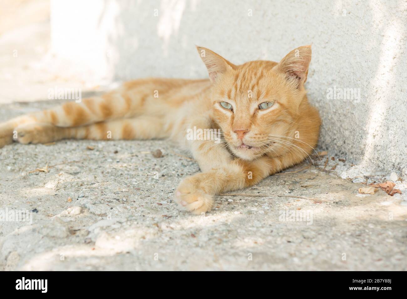 Gatto marrone chiaro con pelliccia a righe sdraiata di fronte del muro Foto  stock - Alamy