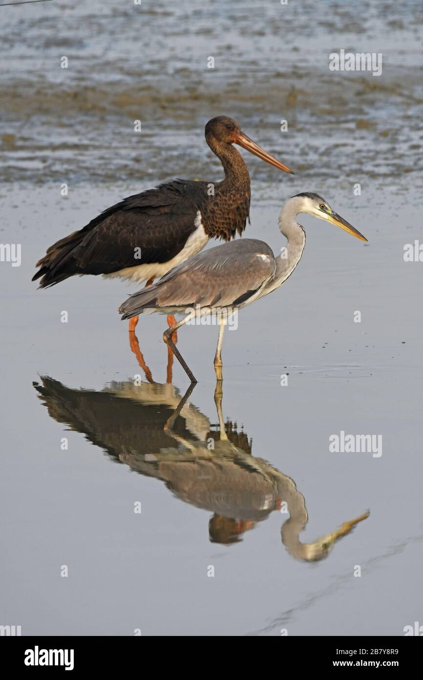 Airone grigio e cicogna nera in uno stagno Foto Stock