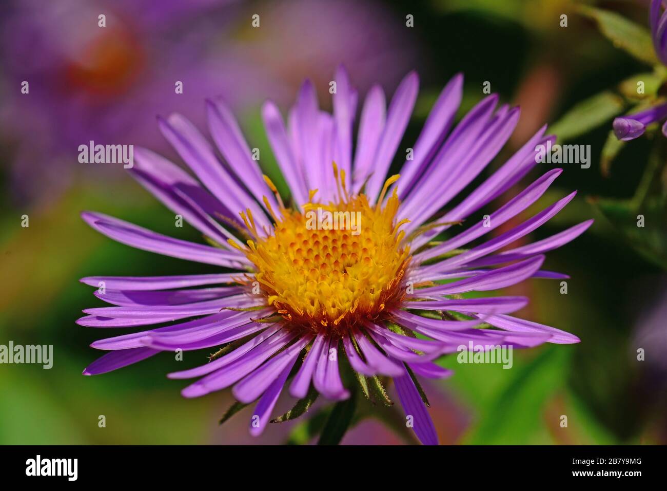 Viola Aster fiore Foto Stock