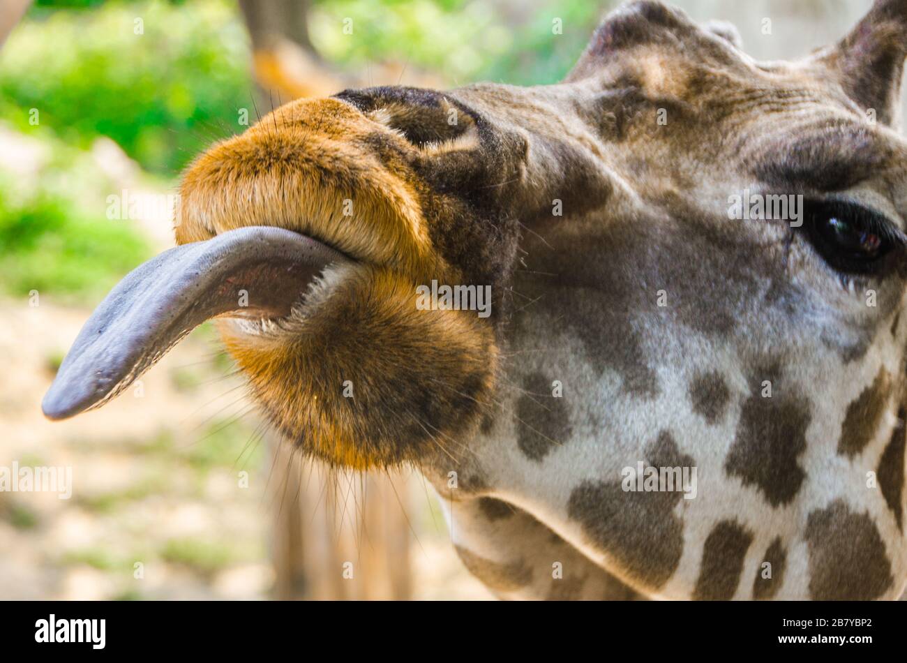 La giraffa fuori la sua lingua Foto Stock