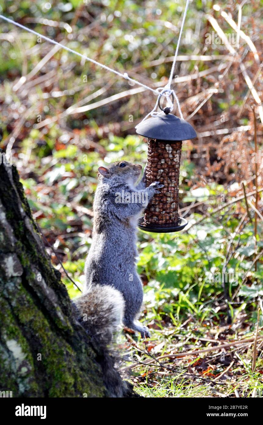 scoiattolo grigio che ruba i dadi dall'alimentatore di uccelli Foto Stock