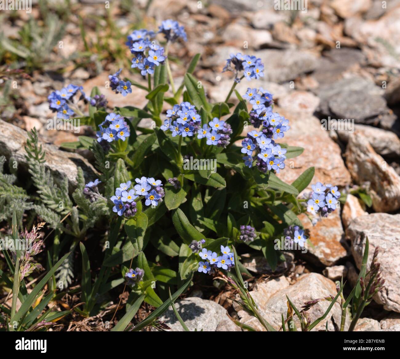 Myosotis alpestris Foto Stock
