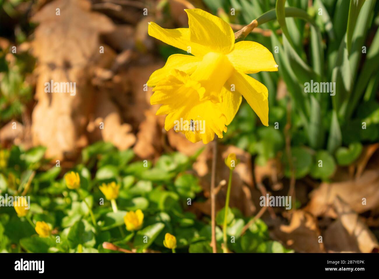 Un tulipano giallo brillante con un Fly seduto su di esso Foto Stock