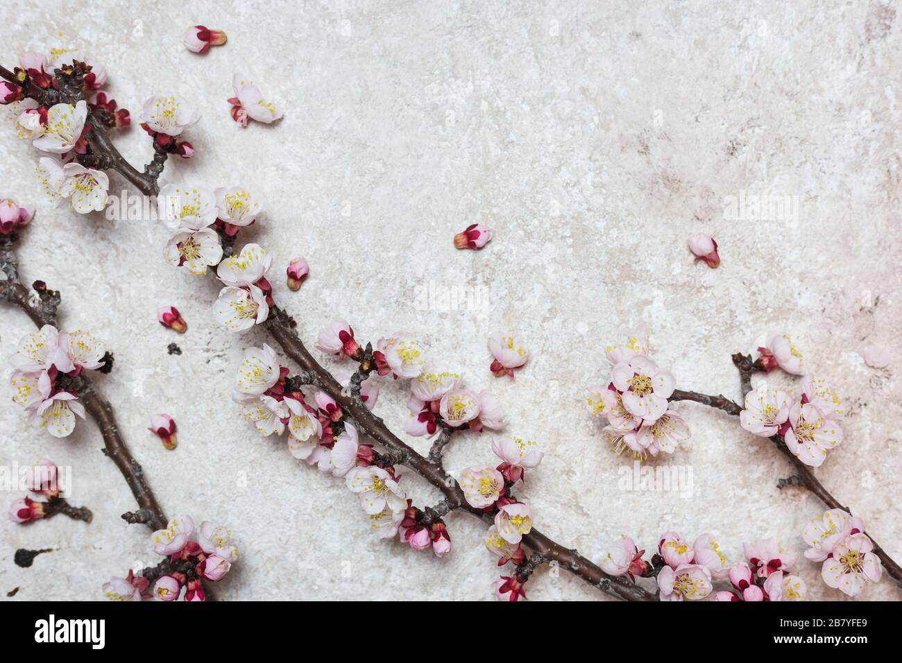 Bordo con belle ramificazioni primavera fioritura su sfondo chiaro testurizzato. Vista dall'alto con spazio di copia. Foto Stock