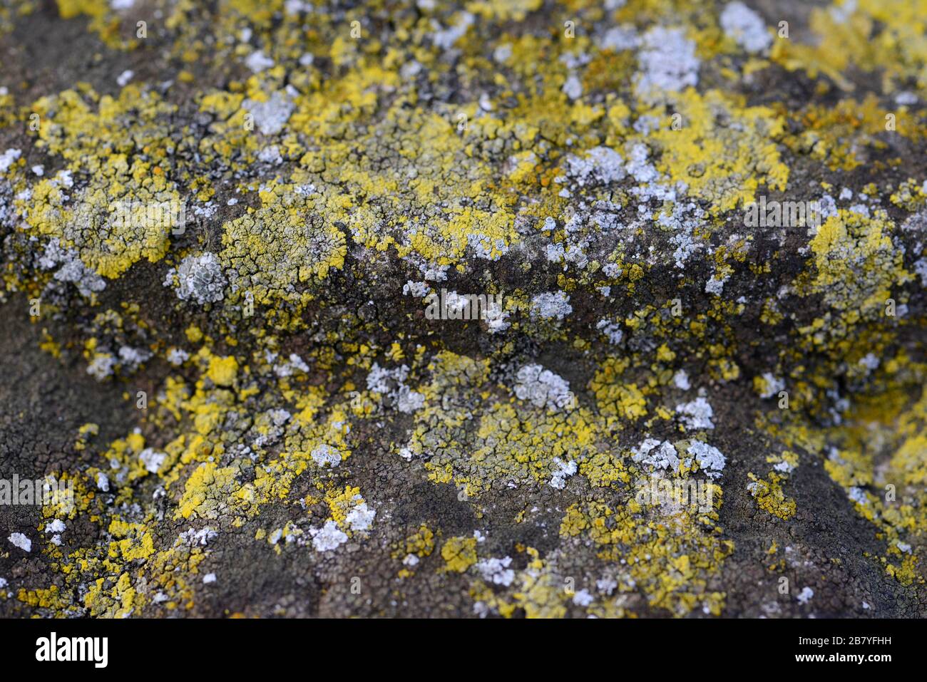 Licheni su una pietra nei giardini botanici di Oxford, Regno Unito Foto Stock