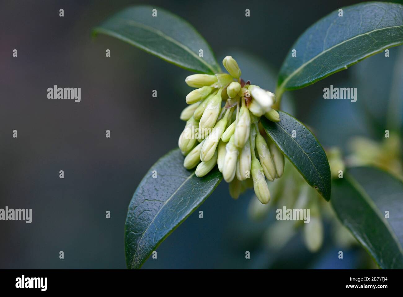 Le gemme di fiori emergono su una pianta ai giardini botanici di Oxford, Oxford, Regno Unito Foto Stock