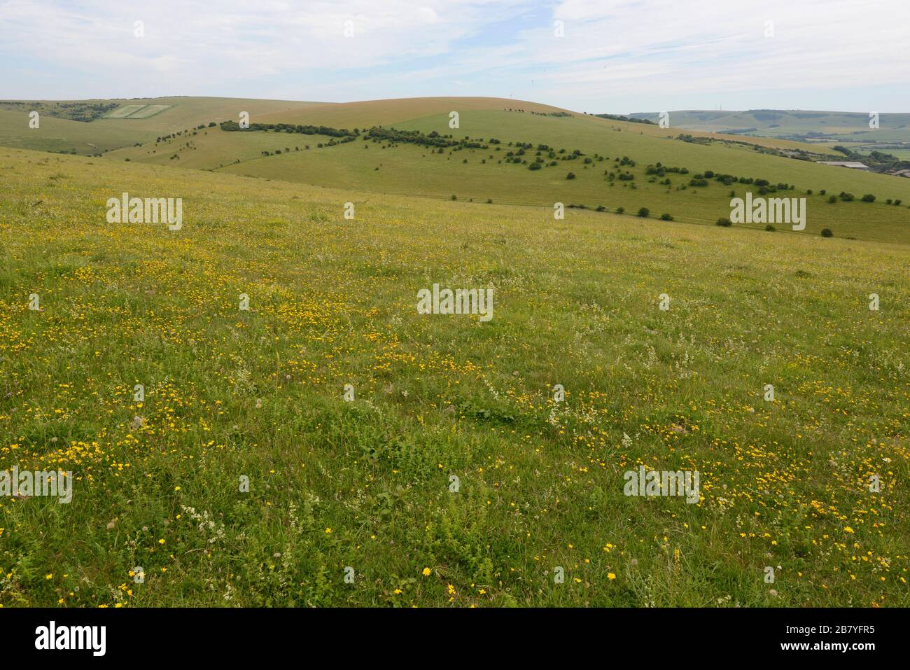 Mostra prolifica di fiori selvatici sulle colline di gesso di Lewes Down nel parco nazionale South Downs di Sussex, Regno Unito. Foto Stock