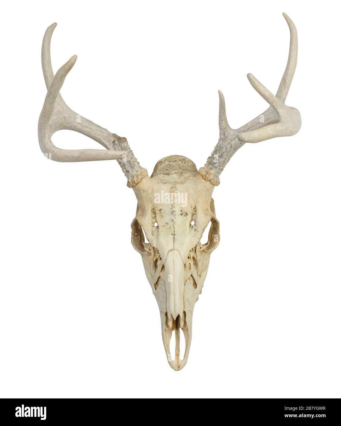 Cranio di cervo con corna Foto Stock