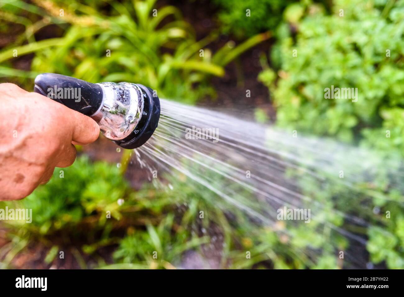 Un uomo irriga il suo giardino con un tubo flessibile di pressione di spruzzatura di acqua sulle piante. Foto Stock