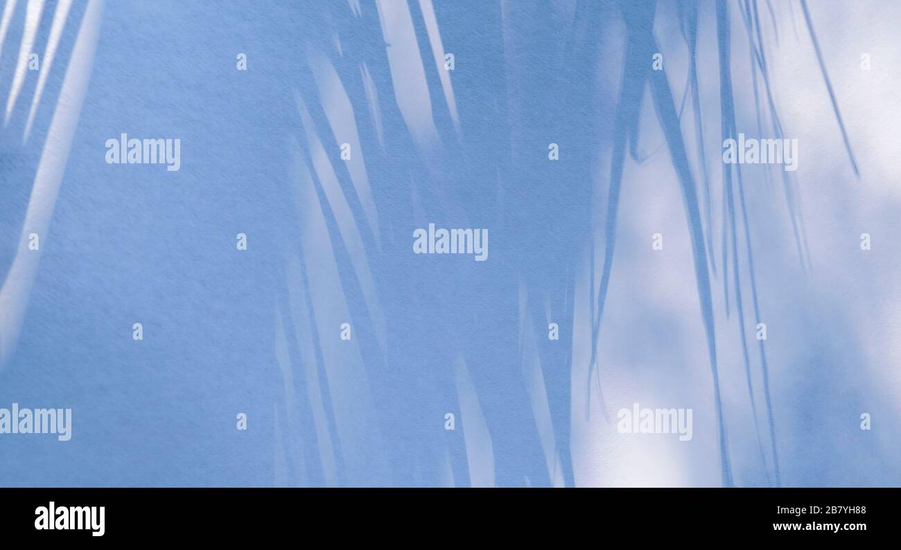 Ombra di fronte di palma su parete bianca Foto Stock