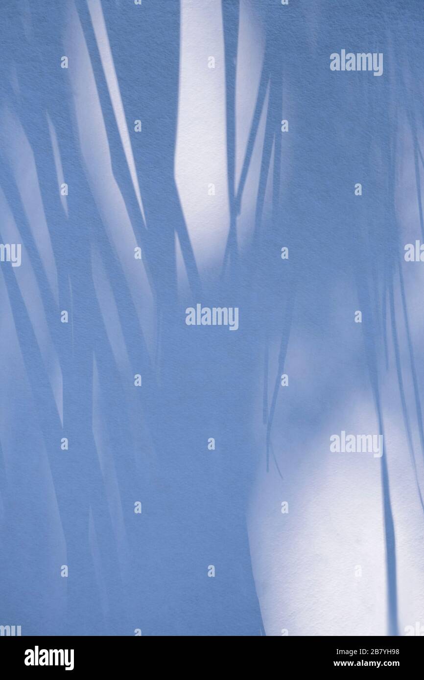 Ombra di fronte di palma su parete bianca Foto Stock