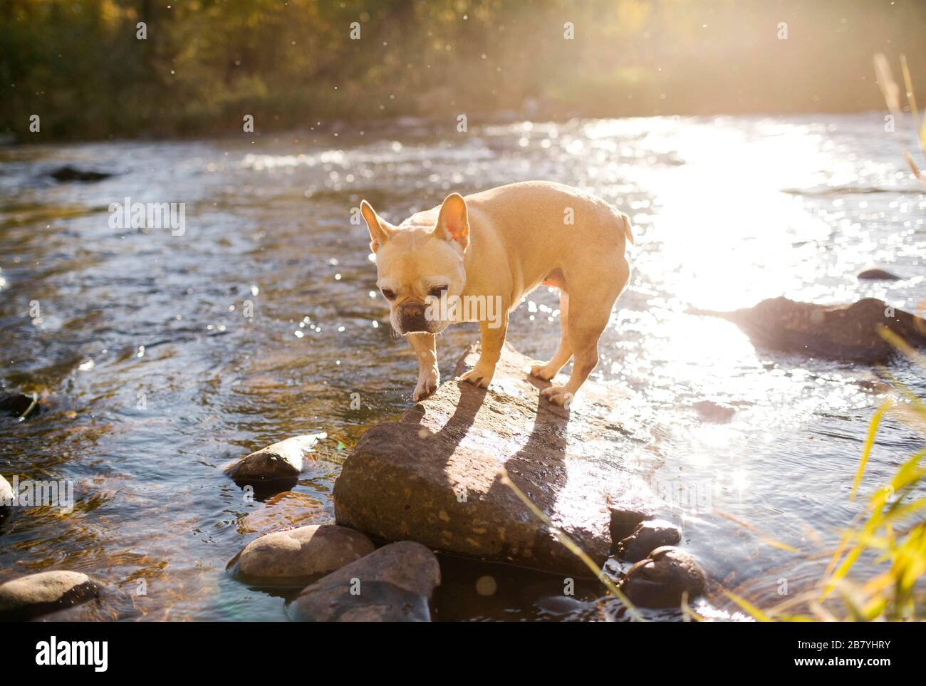 Bulldog francese sulla roccia nel fiume Foto Stock