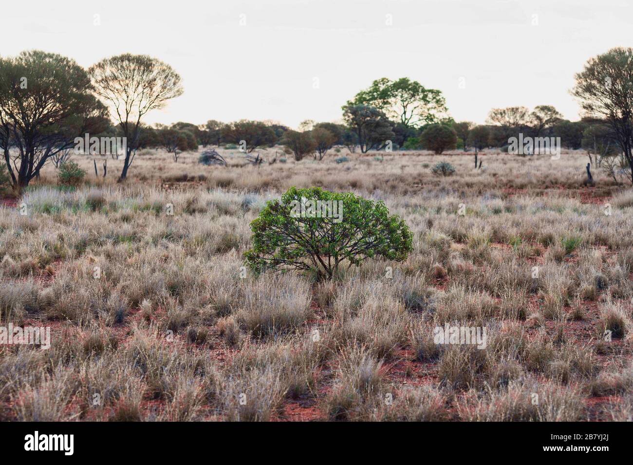 Albero verde arbusto in paesaggio Outback, Midlands centrali Australia Occidentale Foto Stock