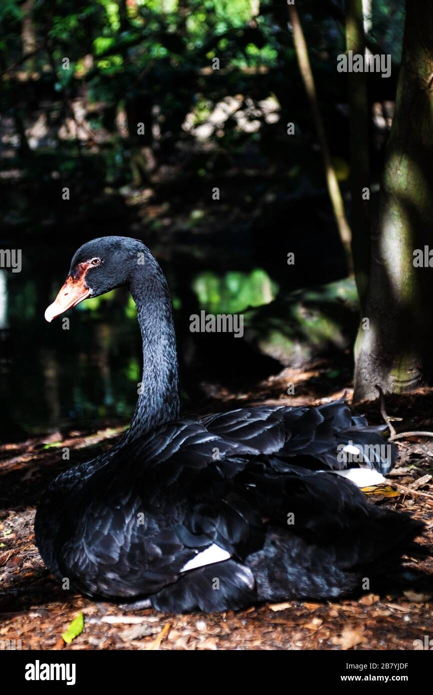 Black Swan australiano da Wildlife Habitat Port Douglas nel Queensland Australia Foto Stock