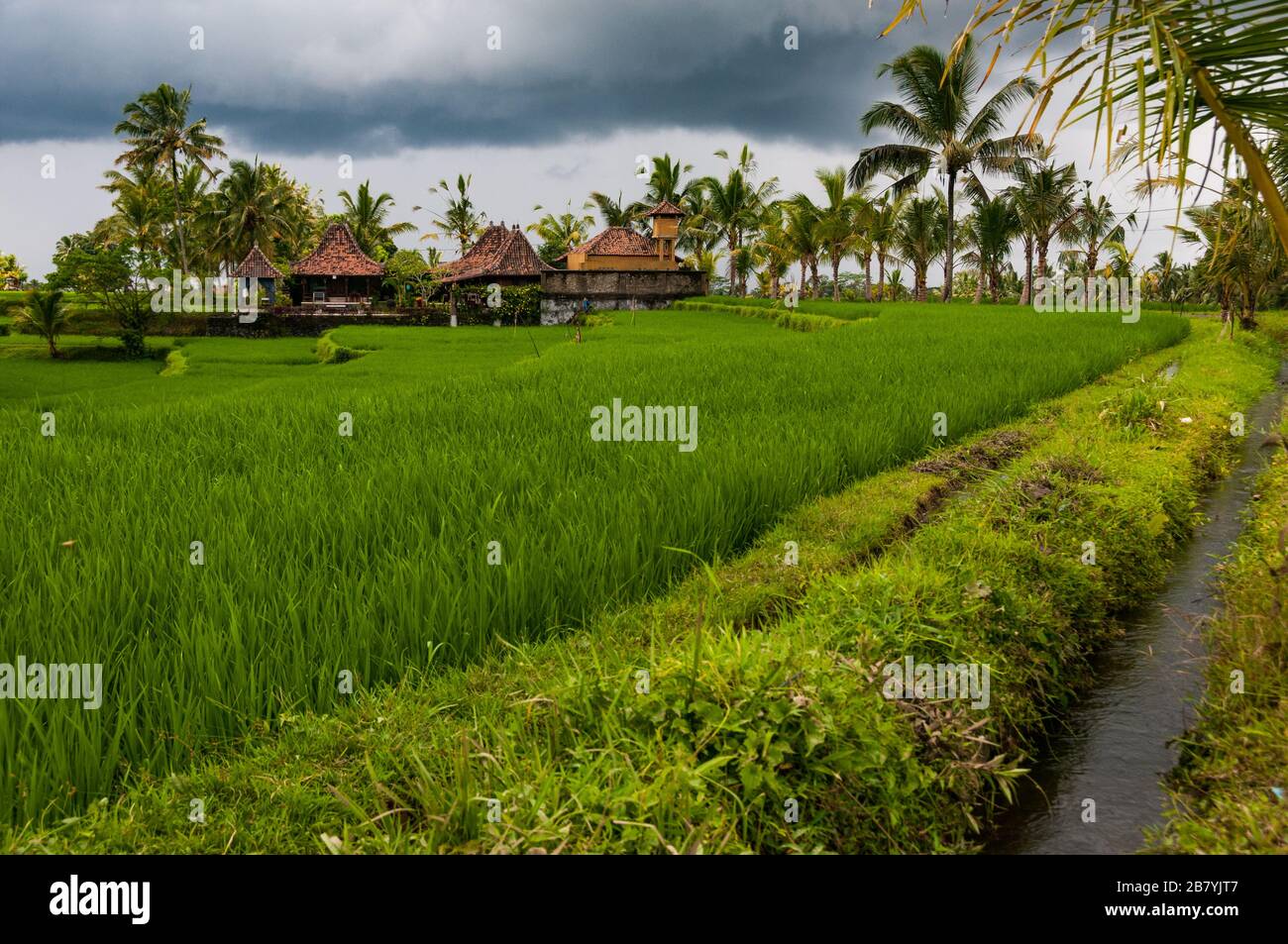 Un riso terrazzati campo sotto un cielo plumbeo orlate da palme nelle colline sopra Ubud, Bali Foto Stock