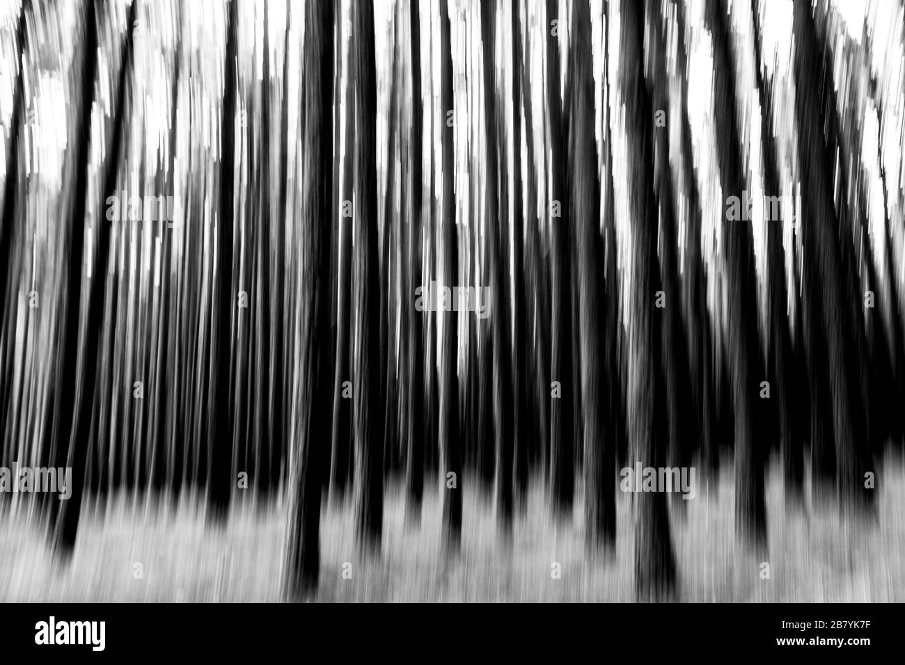 Immagine del movimento artistico - natura e spazi aperti concetto con foresta e alberi vista wod - vita selvaggia con nessuno Foto Stock