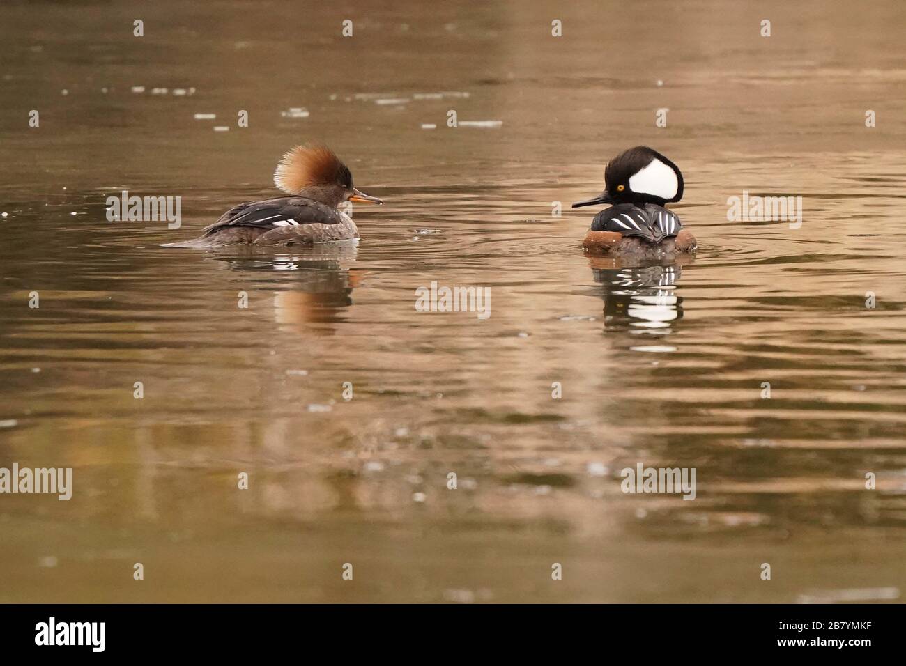 Merganser Hooded sullo stagno Foto Stock